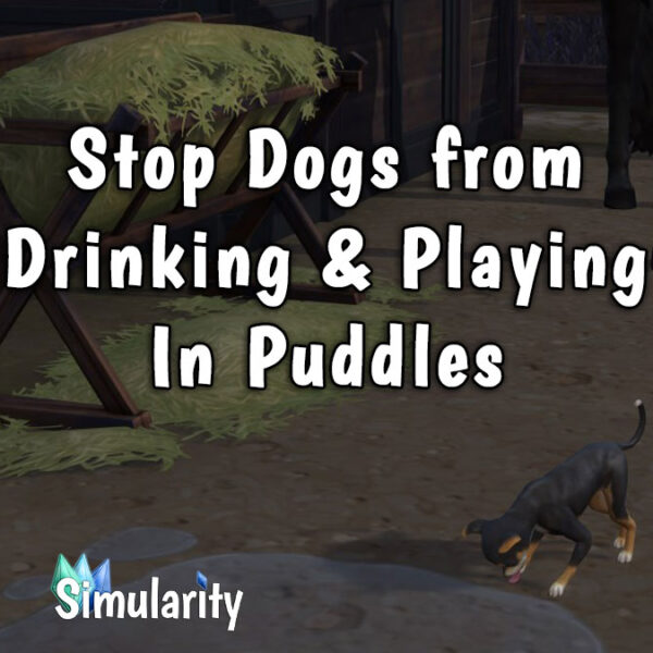 Stop Dogs from Drinking and Playing in Puddles