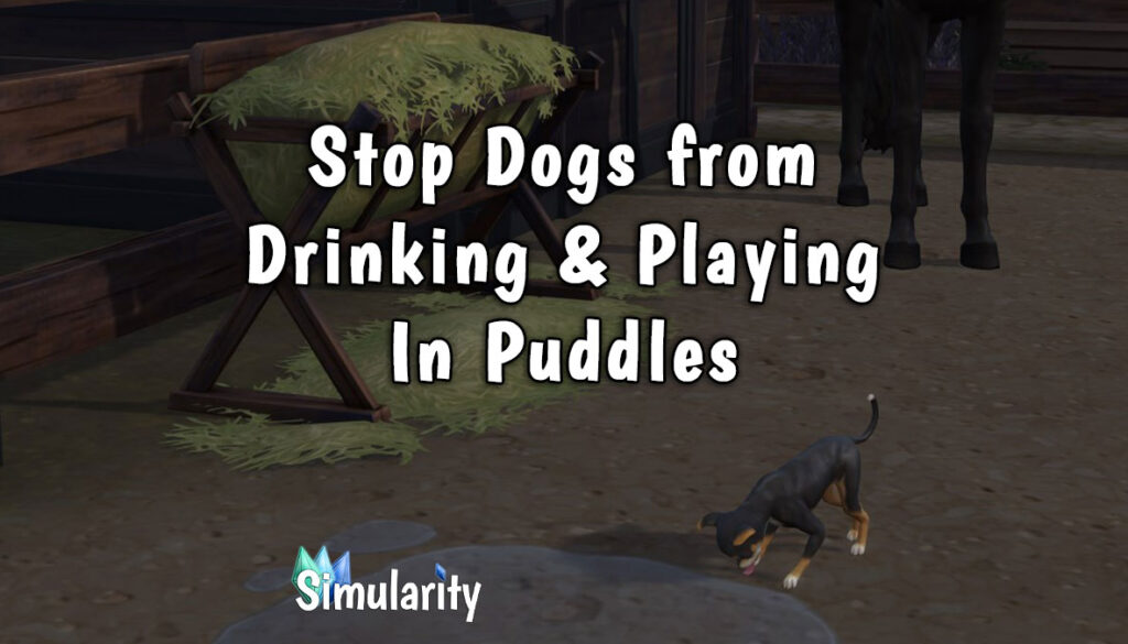 Stop Dogs from Drinking and Playing in Puddles